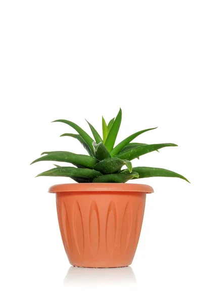 Yeşil yaprakları ile beyaz bir arka plan üzerinde bir tencerede bir bitki etli