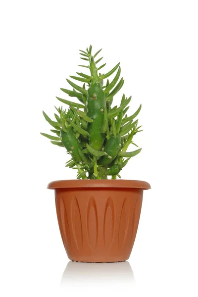 Yeşil yaprakları ile beyaz bir arka plan üzerinde bir tencerede bir bitki etli