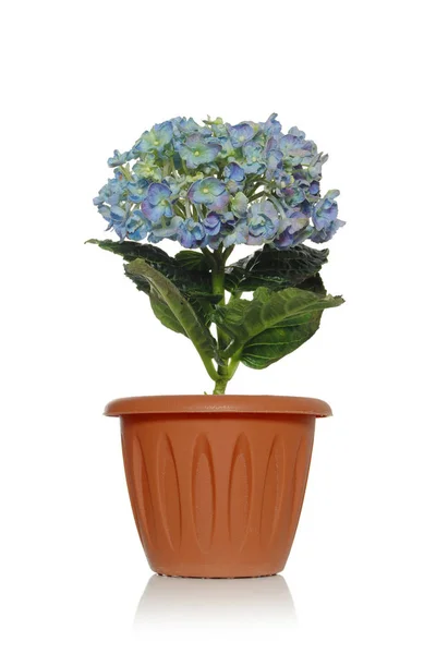 Kahverengi bir tencerede çiçek çiçekli beyaz bir arka plan üzerinde güzel ortanca