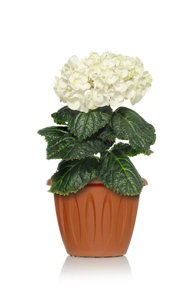 Kahverengi bir tencerede çiçek çiçekli beyaz bir arka plan üzerinde güzel ortanca