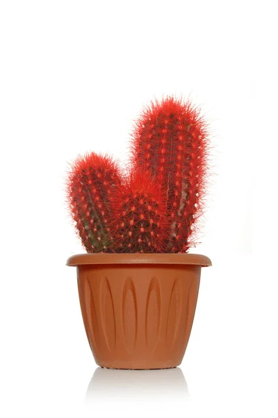 Kahverengi tencerede beyaz arka plan üzerinde küçük dikenleri ile kırmızı süslü kaktüs