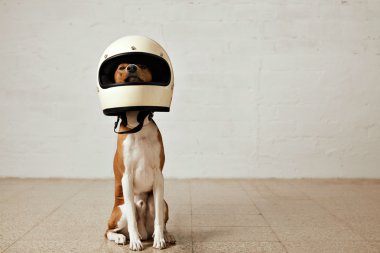 dog wearing a huge white motorcycle helme clipart