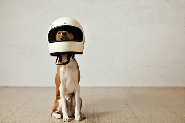 Cão vestindo uma enorme moto branca helme Fotos De Bancos De Imagens