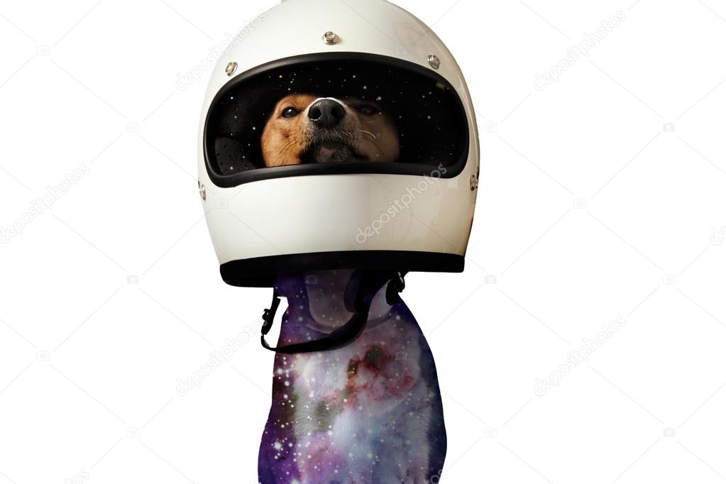 dog in a motorcycle helmet 
