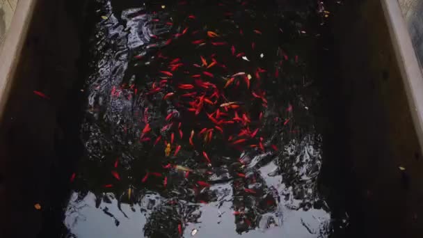 Koi fishes in park pond eat crumbles — Stockvideo