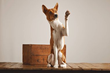Sevimli köpek onun pençe veren