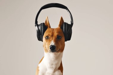 Kulaklık takmış mutlu alçaklık köpek
