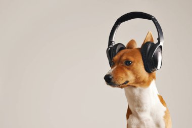 Kulaklık takmış mutlu alçaklık köpek