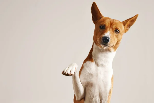 Cão adorável dando sua pata — Fotografia de Stock