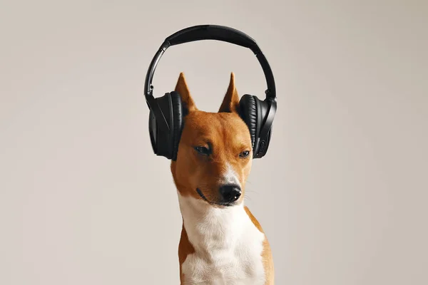 Cão basenji bonito usando fones de ouvido — Fotografia de Stock