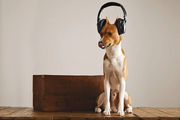 可爱的犬戴着耳机 — 图库照片