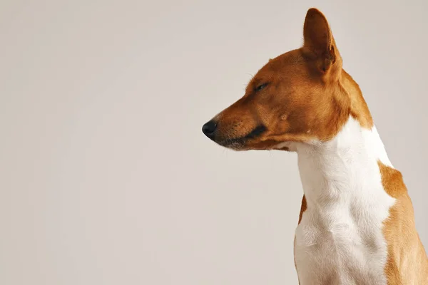 Sonnolento cane marrone e bianco — Foto Stock