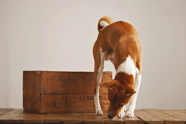 Hermoso perro con una vieja caja de madera — Foto de Stock