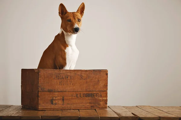 Hermoso perro con una vieja caja de madera — Foto de Stock