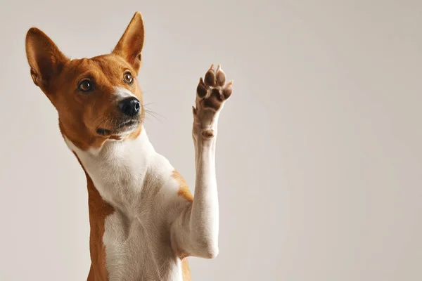 Cute dog giving his paw — Stock Photo, Image