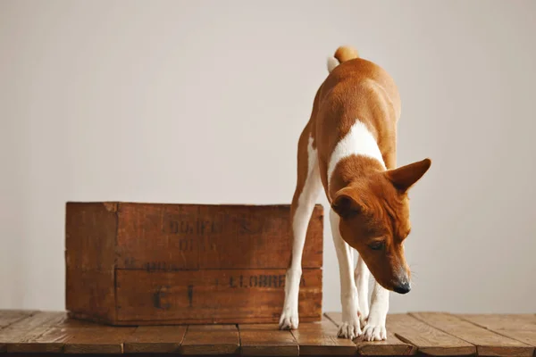 Beau chien avec une vieille boîte en bois — Photo