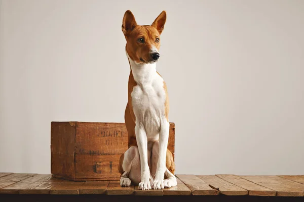 Sittande hund i studio — Stockfoto