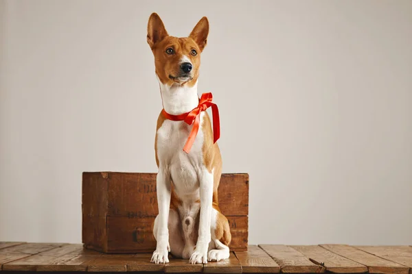 Cachorro con un lazo rojo — Foto de Stock