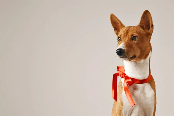 Cachorro con un lazo rojo — Foto de Stock