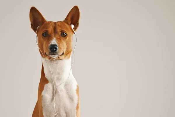 Perro con auriculares — Foto de Stock