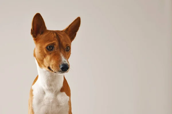 Ritratto di un simpatico cane basenji — Foto Stock