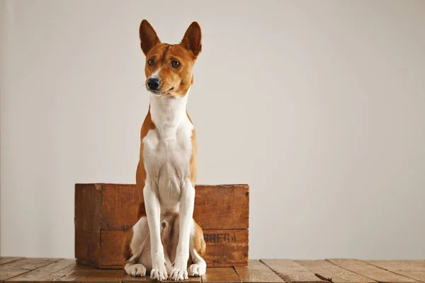 Perro Basenji con una caja de vino de madera — Foto de Stock