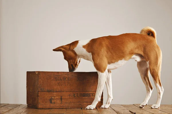 Cão Basenji com uma caixa de vinho de madeira — Fotografia de Stock