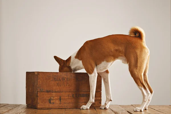 Perro Basenji con una caja de vino de madera — Foto de Stock