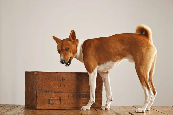 Cão Basenji com uma caixa de vinho de madeira — Fotografia de Stock