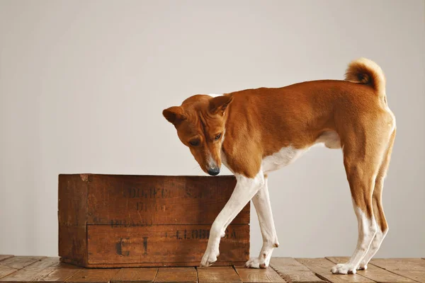 Cão Basenji com uma caixa de vinho de madeira — Fotografia de Stock