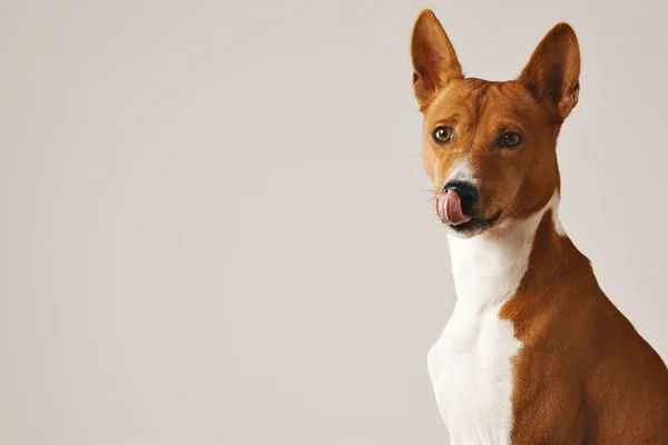 Söpö basenji-koira. tekijänoikeusvapaita valokuvia kuvapankista