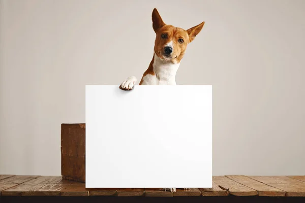 Cão bonito com um grande sinal em branco Fotos De Bancos De Imagens Sem Royalties