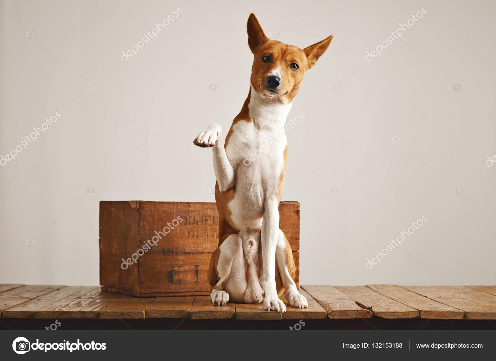 Cute dog giving his paw — Stock Photo © derepente 132153188
