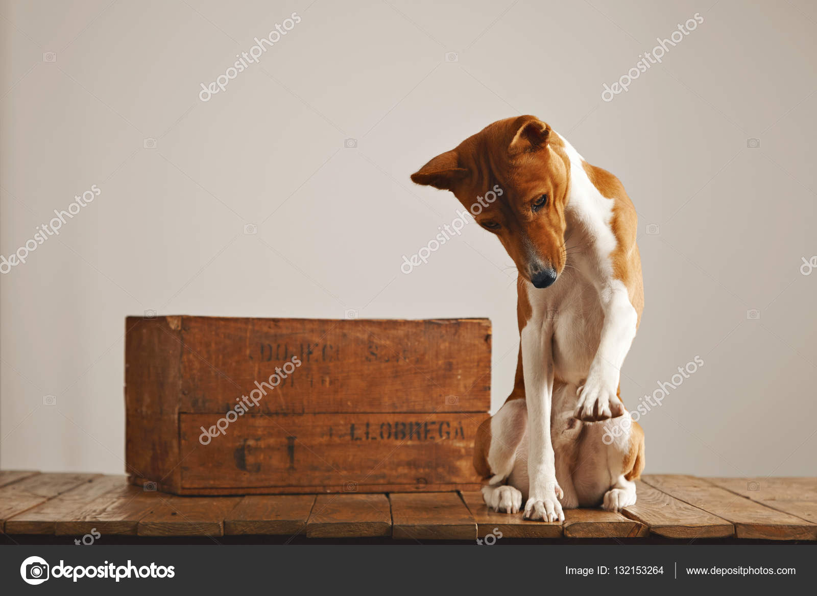 Hund spielt in der Nähe einer alten Holzkiste — Stockfoto © derepente