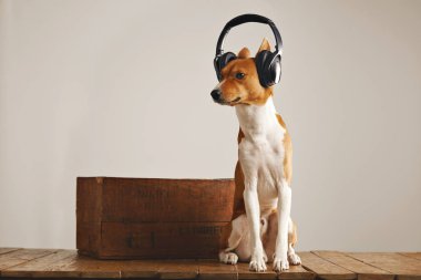 Kulaklıklar giyen sevimli alçaklık köpek
