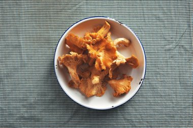 Cantharellus cibarius mantar bir kase