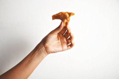 Cantharellus cibarius mantar yakın çekim