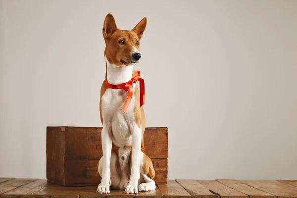 Lindo perro con un arco — Foto de Stock