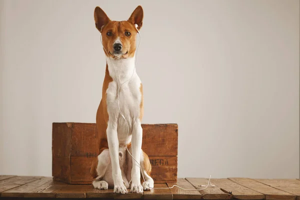 Собака с винтажной деревянной коробкой — стоковое фото