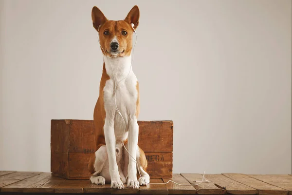 Cão com uma caixa de madeira vintage — Fotografia de Stock