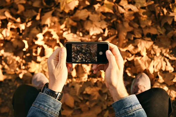 Мужчина фотографирует осенние листья со смартфоном — стоковое фото