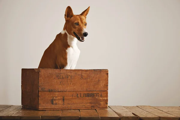 Bellissimo cane con una vecchia scatola di legno — Foto Stock