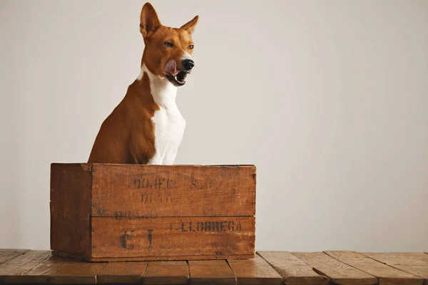 Hermoso perro con una vieja caja de madera — Foto de Stock