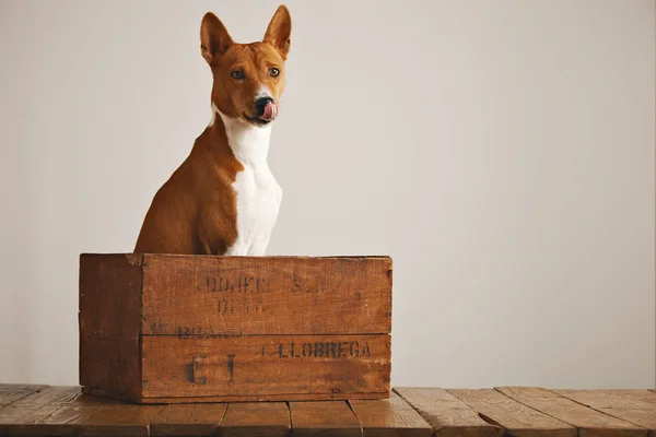 Beau chien avec une vieille boîte en bois — Photo