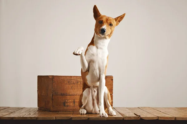 Cane carino dando la sua zampa — Foto Stock