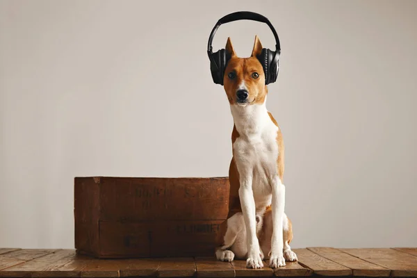 Glad basenji hund bär hörlurar — Stockfoto