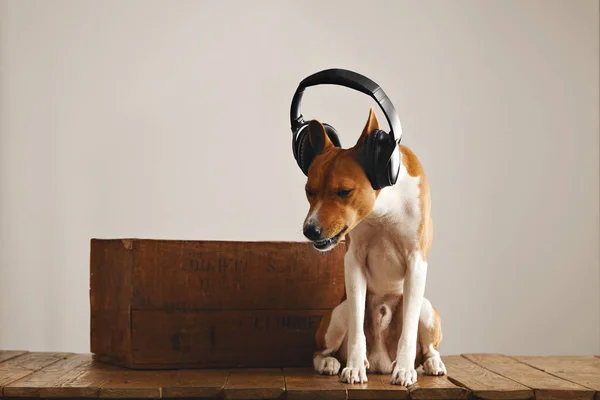 ヘッドフォンを身に着けている幸せバセニー犬 — ストック写真