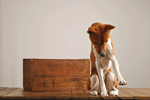 Perro jugando cerca de una caja de madera vintage — Foto de Stock