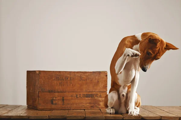 Собака играет возле винтажной деревянной коробки — стоковое фото