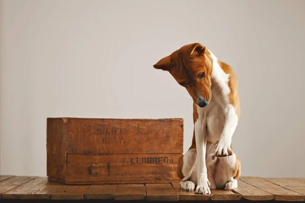 Dog playing near a vintage wooden box — Stock Photo, Image